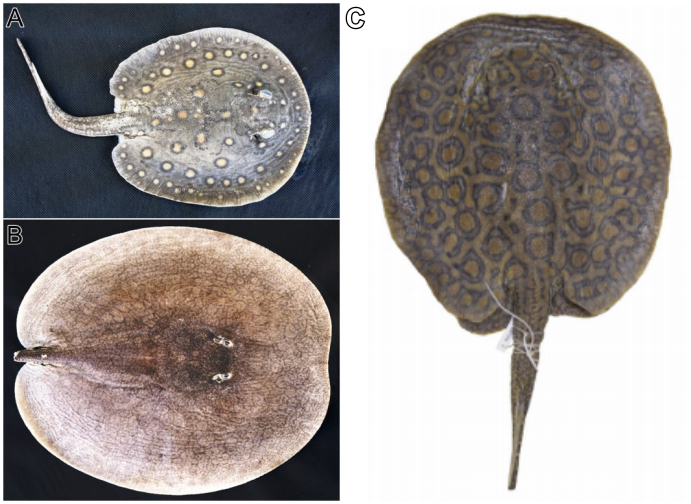 PDF) A systematic revision of the South American freshwater stingrays  (Chondrichthyes: Potamotrygonidae)