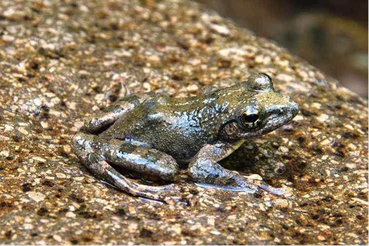 Opinion  Why Tiny Ponds and Singing Frogs Matter So Much - The New York  Times