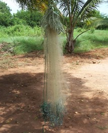 A dirt path next to a palm tree

Description automatically generated