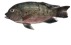 A close up of a fish

Description automatically generated