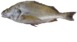 A picture containing fish, soft-finned fish, dark, spiny-finned fish

Description automatically generated