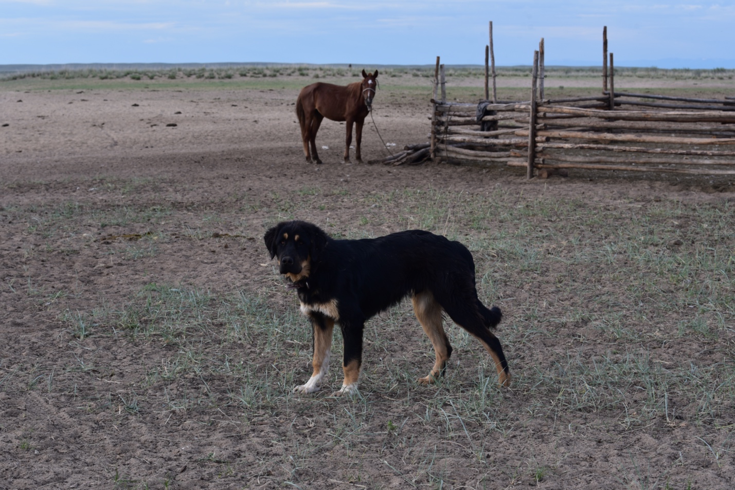 A dog and a horse in a fenced in pasture

Description automatically generated with medium confidence