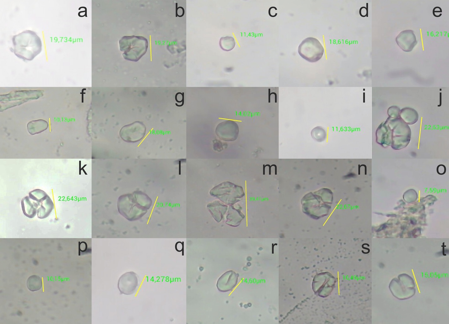 A collage of images of cells

Description automatically generated
