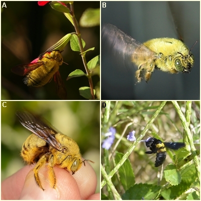 A collage of different insects

Description automatically generated