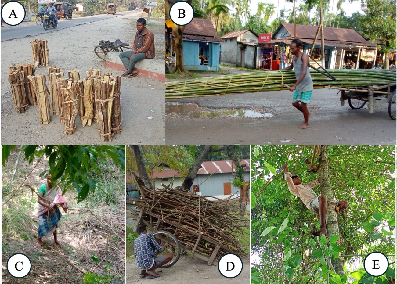 A collage of several pictures of a person carrying a tree

AI-generated content may be incorrect.