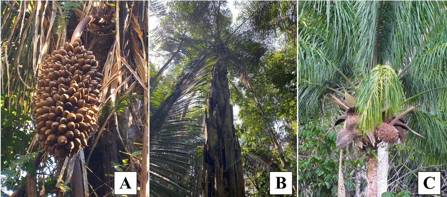 A collage of different types of trees

AI-generated content may be incorrect.