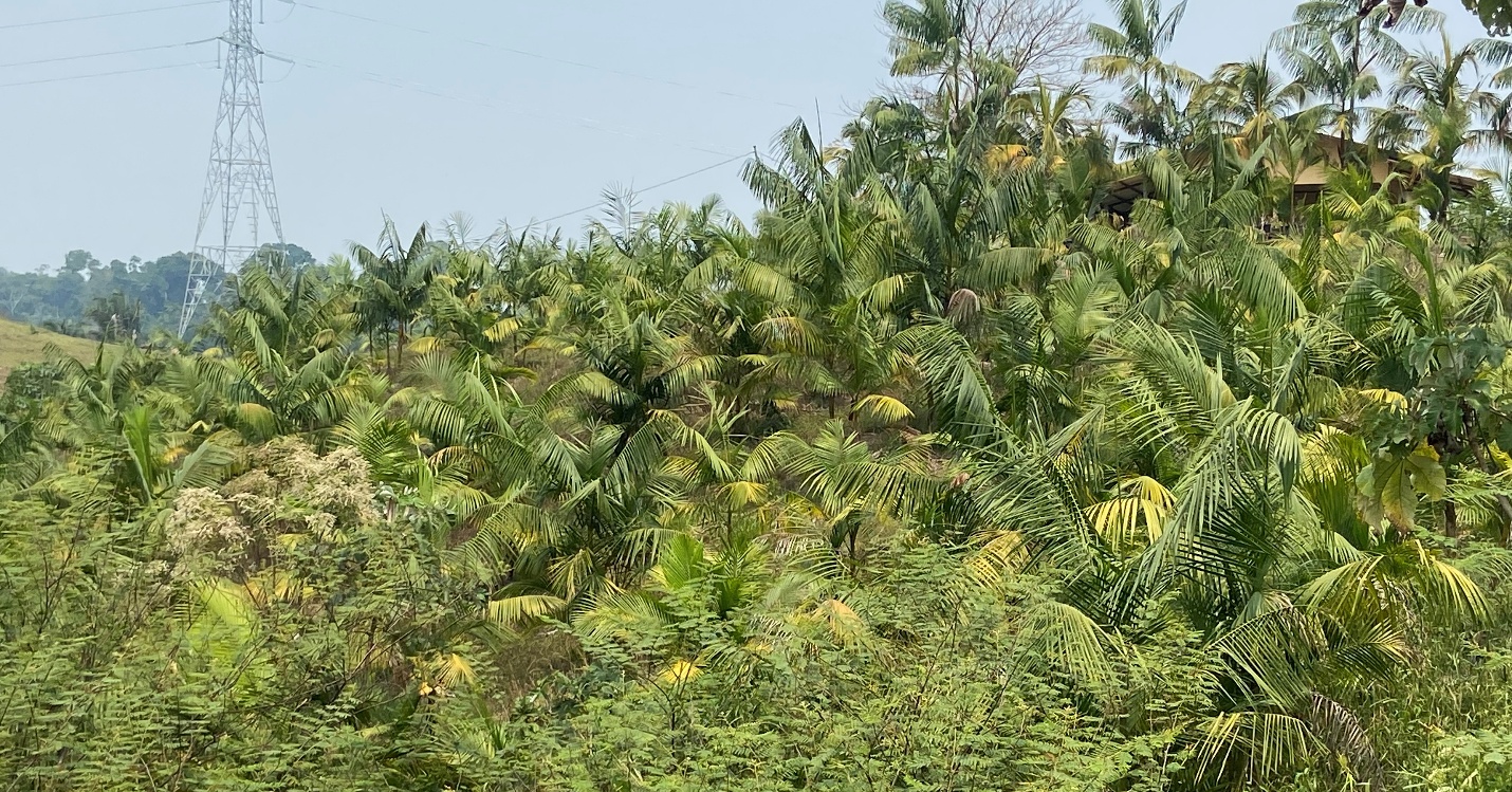 A green forest with trees and blue sky

AI-generated content may be incorrect.
