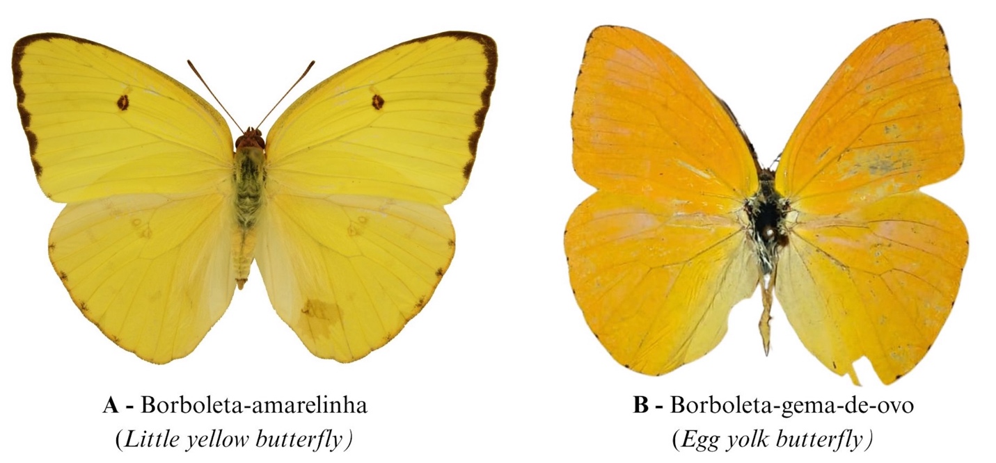 A close-up of a butterfly

AI-generated content may be incorrect.