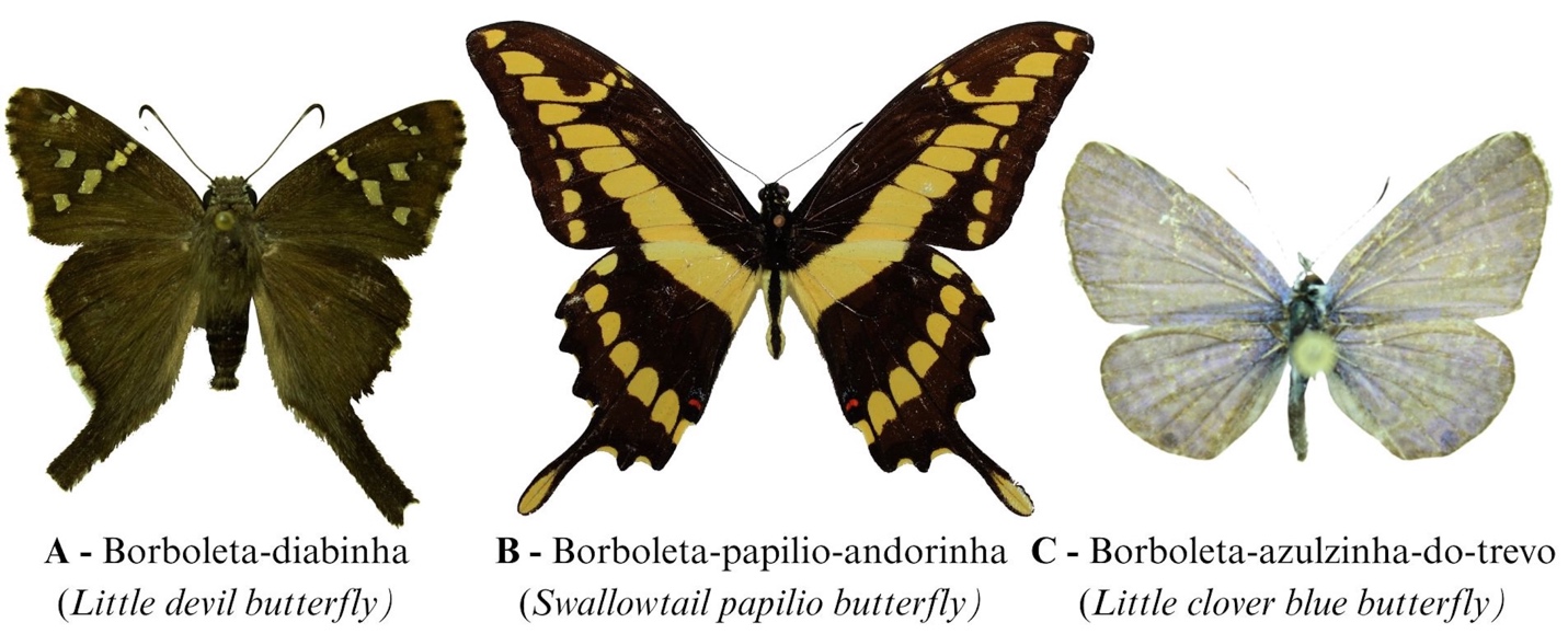 A butterfly with different wings

AI-generated content may be incorrect.