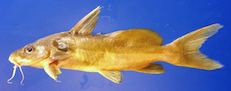 Image of a fish, Synodontis schall, on blue background.