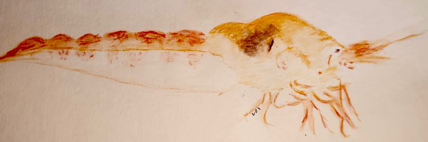 Mixed media ʻōpaeʻula (brine shrimp) contributed by LOI, a local artist. The artwork depicts a hand-drawn shrimp from a side view, rendered in colors of red, orange, yellow, brown and white.