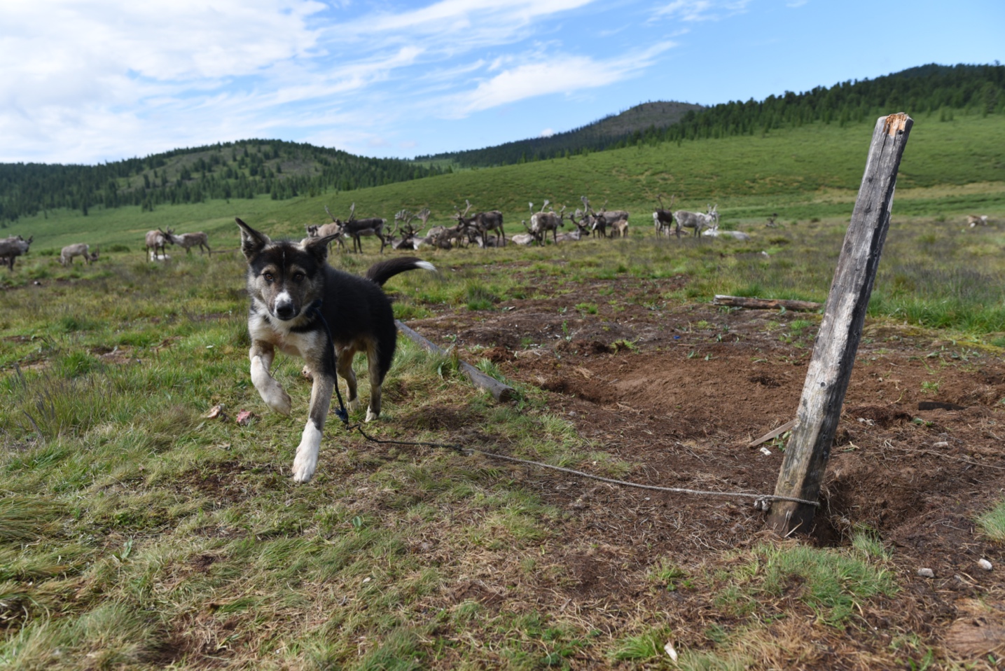 A puppy leashed to a wooden post runs toward the camera, in the background, a herd of reindeer graze in front of distant green hills.