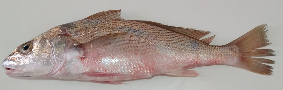 Figure 4 The photograph captured by Claudio Nona Morado (2019) showcases a Whitemouth croaker caught by artisanal fishers from Sepetiba Bay.