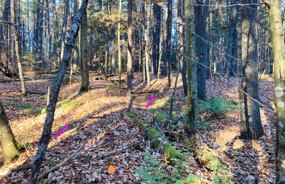 Photograph of garden bed ridges at the Wayka Creek archaeological site. The photograph depicts a deciduous wooded area with fallen leaves covering the ground. Two garden beds, visible as pronounced ridges in the ground extending from the viewer's point of view, are also indicated by pink arrows. (Photo taken by McLeester).