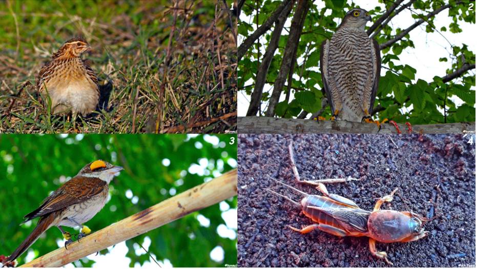 A quadiptych of species in the hunting chain. Top left: common quail (Coturnix coturnix), top right: Eurasian sparrowhawk (Accipiter nisus), bottom left: red-backed shrike (Lanius collurio), bottom right: mole cricket (Gryllotalpa vulgaris)