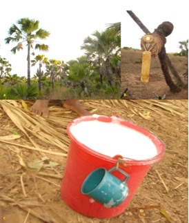 A collage of 3 images showing the process trembo, or malagasy fermented palm wine. Clockwise from left-right: A grove of palm trees Borassus madagascariensis; a device for collecting palm sap; a red bucket, with a blue cup attached by a string, containing a milky white substance identified as trembo.