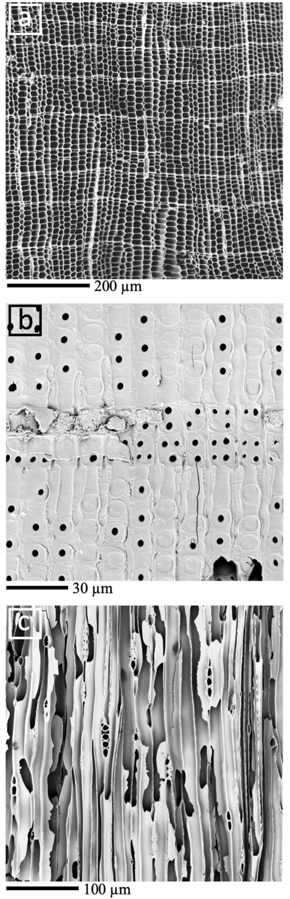 Figure 4 Scanning electron micrographs of Seeberger Cave charred wood indicating typical Abies anatomy: A transverse section (400x), B radial section (2000x), and C tangential section (700x). Note the different scales for each image. Images courtesy of Peter Kováčik.