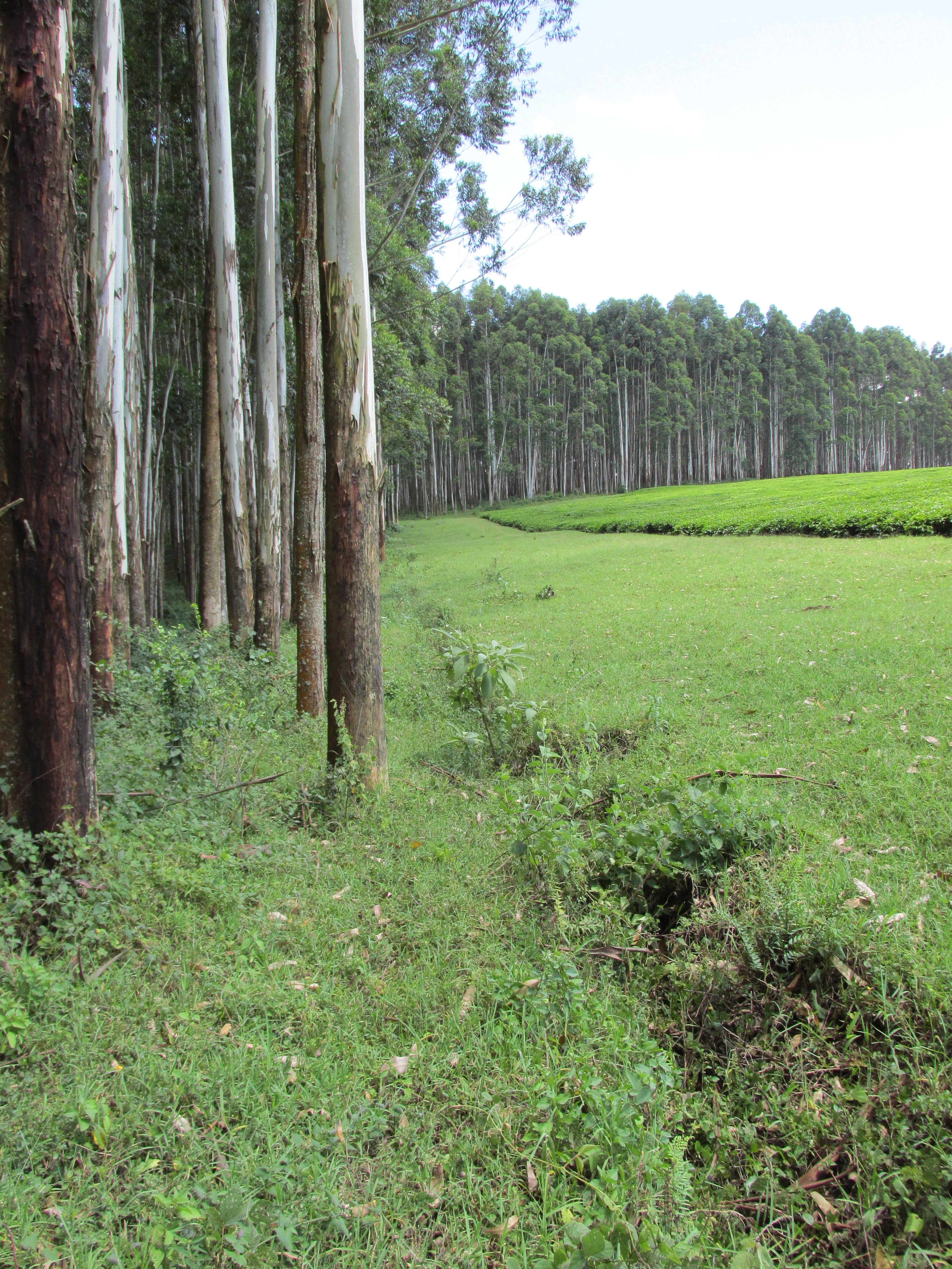 Eucalyptus and tea